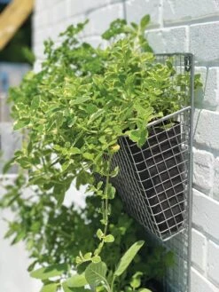 Wire Wall Pockets Vertical Gardens -Garden Care Sale 8609429 9500 tif
