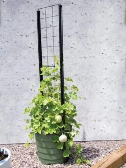 Gardener’s Victory Self-Watering Planter With Vine Trellis -Garden Care Sale 8610238 15487 tif