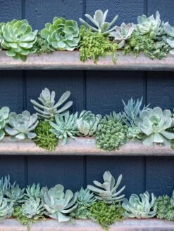 3-Tier Vertical Wall Planter, 3' -Garden Care Sale 8611013 055 tif