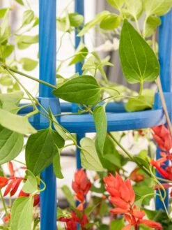 Fleur De Lis Obelisk, 67" -Garden Care Sale 8611663 0607 tif