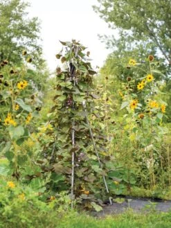 DIY Connector For Teepee Trellis 15 DIY Connector For Teepee Trellis -Garden Care Sale 8611896 062 tif