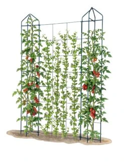 Zenith Trellis -Garden Care Sale 8612036 art tif