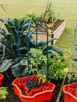 Deluxe Tomato Halos, Set Of 2 13 Deluxe Tomato Halos, Set Of 2 -Garden Care Sale 8612045 221 tif