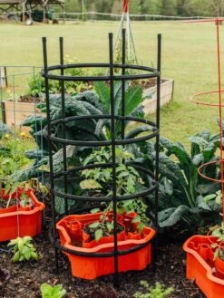 Deluxe Tomato Halos, Set Of 2 14 Deluxe Tomato Halos, Set Of 2 -Garden Care Sale 8612045 228 tif