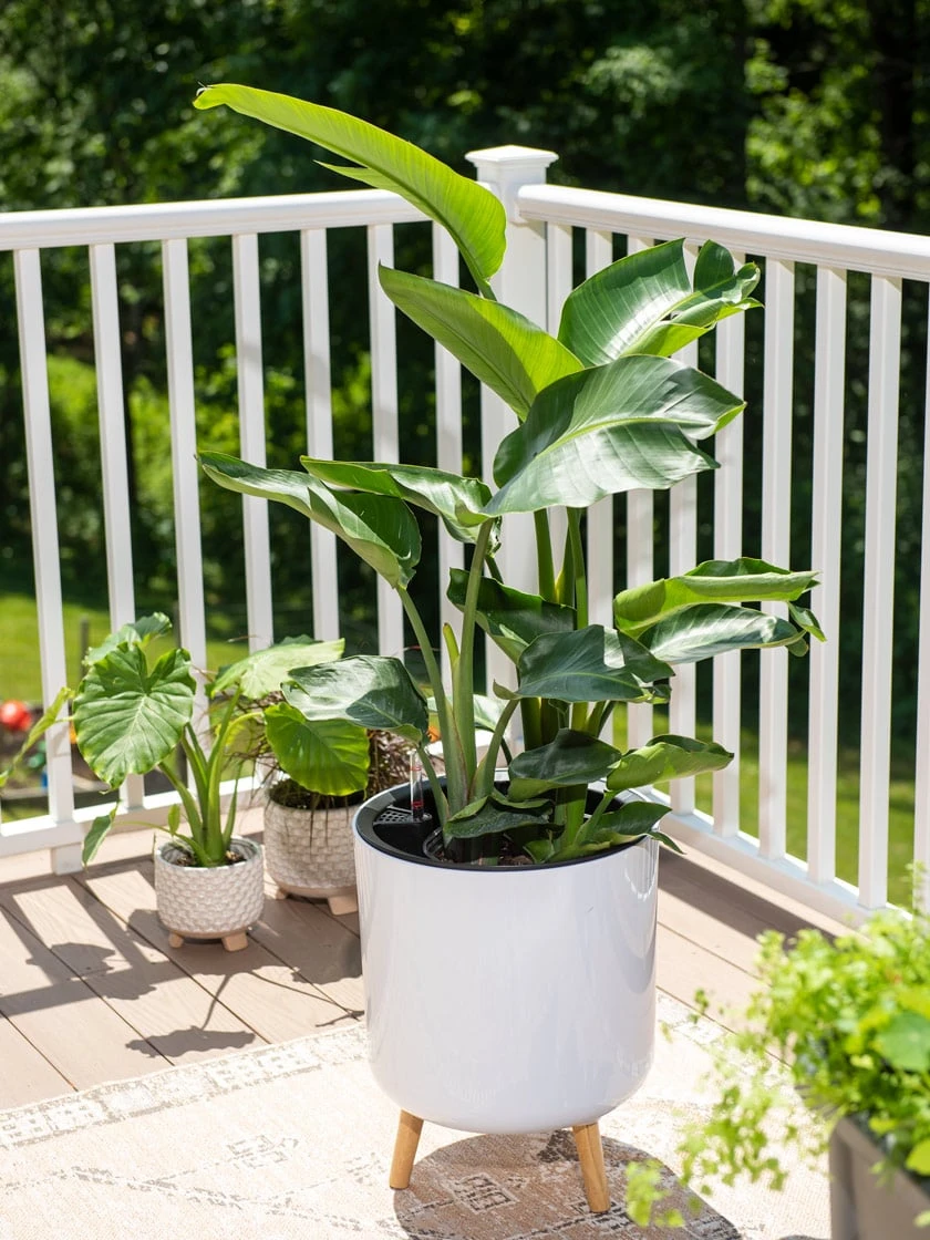 Ava Self-Watering Round Planter 2 Ava Self-Watering Round Planter - Image 2