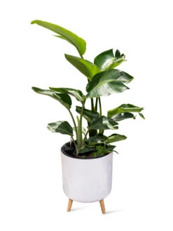 Ava Self-Watering Round Planter 10 Ava Self-Watering Round Planter -Garden Care Sale 8612692 0002