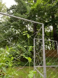 Chicken Wire Pea Trellis 18 Chicken Wire Pea Trellis -Garden Care Sale 8612718 7302