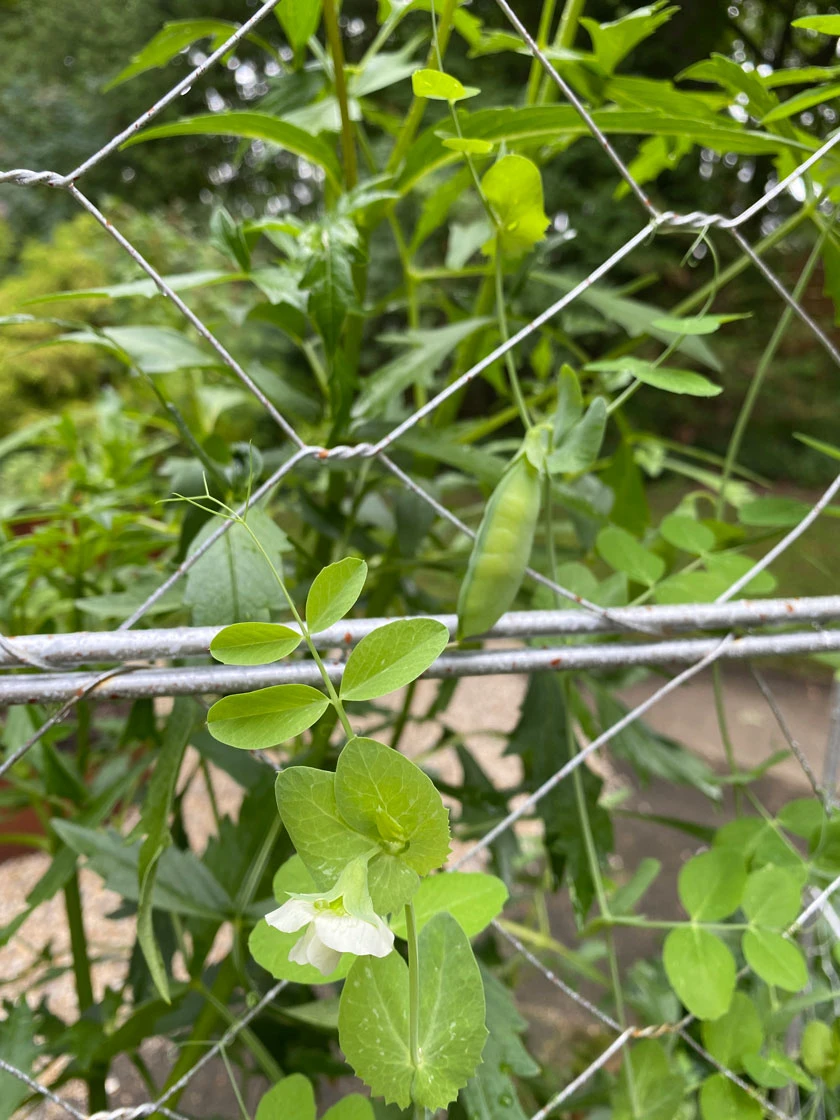 Chicken Wire Pea Trellis 6 Chicken Wire Pea Trellis - Image 6