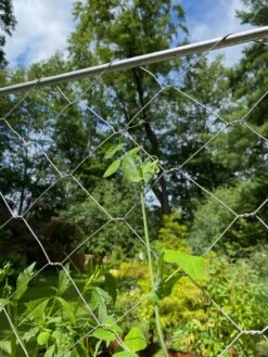 Chicken Wire Pea Trellis 17 Chicken Wire Pea Trellis -Garden Care Sale 8612718 7311