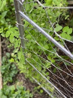 Chicken Wire Pea Trellis 15 Chicken Wire Pea Trellis -Garden Care Sale 8612718 7312