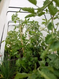 Cotton All Purpose Garden Cover -Garden Care Sale 8612815 0039 tif