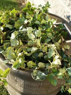 Round Rain Barrel With Planter, 35 Gallons -Garden Care Sale 8612856WALNT 03V tif