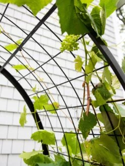 2’ X 4’ Arch Trellis For Planter Boxes -Garden Care Sale 8612976 0436