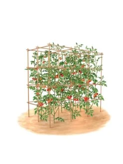 Tomato Six Pack Support 15 Tomato Six Pack Support -Garden Care Sale 8613143 art flat