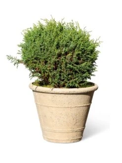 Self-Watering LavaStone® Anson Pot 12 Self-Watering LavaStone® Anson Pot -Garden Care Sale 8613255 0150