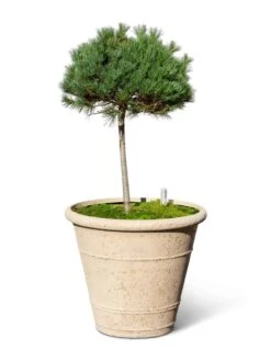 Self-Watering LavaStone® Anson Pot 11 Self-Watering LavaStone® Anson Pot -Garden Care Sale 8613256 0138