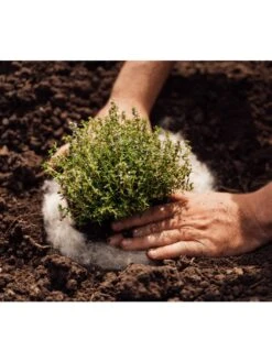 Hortiwool ®, 5 Pad Pack -Garden Care Sale 8613263 06v