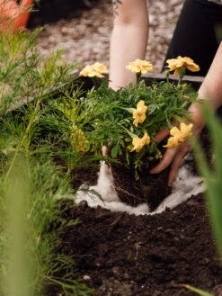 Hortiwool ®, Starter Garden Pad -Garden Care Sale 8613263 12v 1