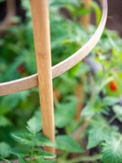 Bamboo Tomato Cages, Set Of 3 -Garden Care Sale 8613426 6924