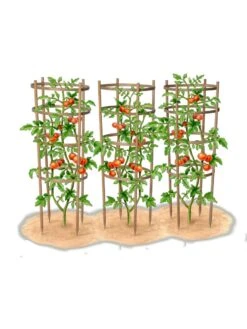 Bamboo Tomato Cages, Set Of 3 -Garden Care Sale 8613426 art