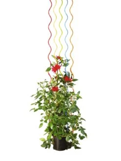 Rainbow Spiral Supports, Set Of 5 13 Rainbow Spiral Supports, Set Of 5 -Garden Care Sale GS36377 03S tif
